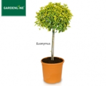 GARDENLINE&reg;Toskana-St&auml;mmchen 14.99&nbsp;&euro;