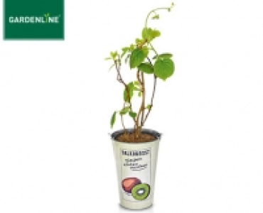 GARDENLINE®Obstbaum im Zinkeimer 5.99 €