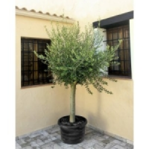 Olivenbaum (Olea europaea) 179.00 €