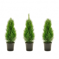 Roller  Lebensbaum-Hecke - Thuja Smaragd - 3 Pflanzen