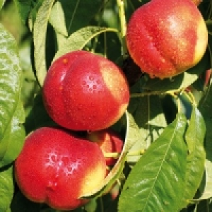 Zwergobstbaum 9.99 €