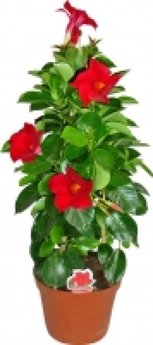 Dipladenia 9.99 €