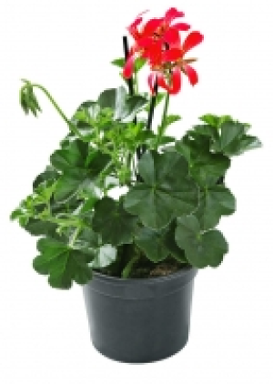 Geranien 1.49&nbsp;&euro;