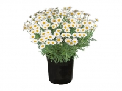 Margeritenbusch 4.99&nbsp;&euro;