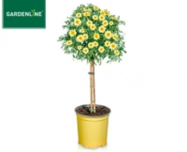 GARDENLINE®Margeritenstämmchen 5.99 €