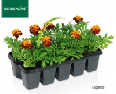 GARDENLINE®Beetpflanzen, 10er-Tray 1.49 €