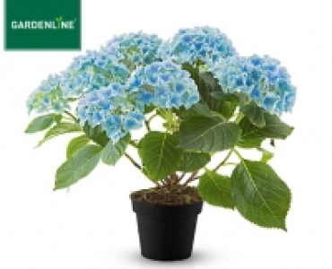 GARDENLINE®Hortensien-Busch 6.99 €