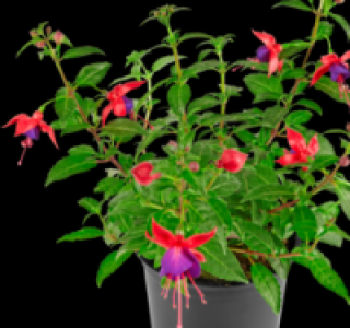 Fuchsie 1.11 €