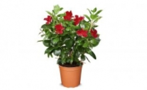 Dipladenia 9.99 €