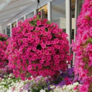 Ampelpflanzen 3.99&nbsp;&euro;