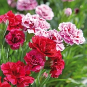 Kaisernelke 1.69 €