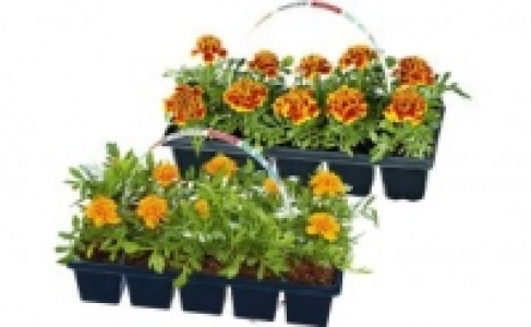 Beetpflanzen 1.59 €