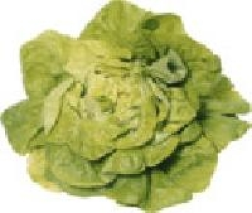 Kopfsalat 0.79&nbsp;&euro;