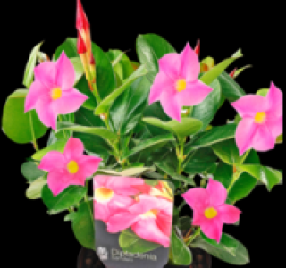 Dipladenia 4.99 €