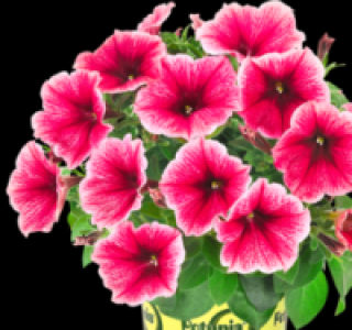 Petunie 0.99&nbsp;&euro;