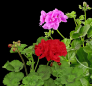 Geranien 1.09&nbsp;&euro;