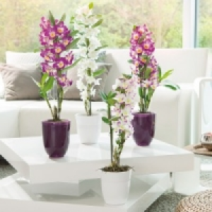 Dendrobium nobile 6.99 €