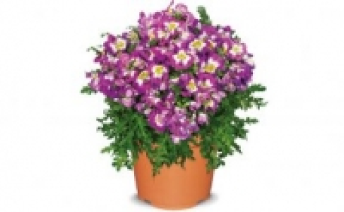 Bauernorchidee 2.99&nbsp;&euro;