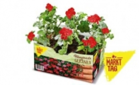 Geranien 2.99&nbsp;&euro;