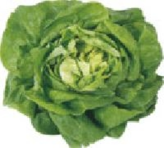 Kopfsalat 0.99&nbsp;&euro;