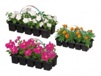 Beetpflanzen 1.49 €