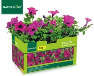 GARDENLINE®Balkon- und Kübelpflanzen 2.99 €