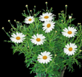 Margeritenbusch 3.99&nbsp;&euro;