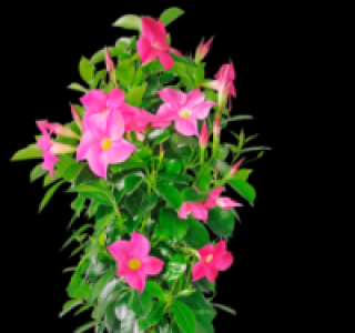 Dipladenia 11.99 €