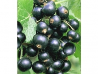 Lidl  Johannisbeeren Schwarze Titania, 1 Strauch, Ribes rubrum