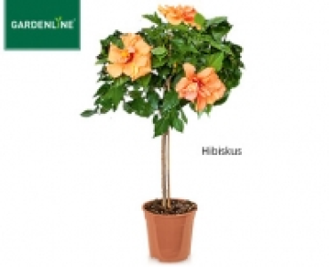 GARDENLINE&reg;Balkon- und Terrassenpflanze 8.59&nbsp;&euro;