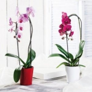 Phalaenopsis Cascade 9.99 €