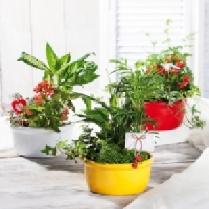 Bepflanzte Keramikschale 6.99 €