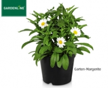 GARDENLINE®Solitärstaude 1.99 €