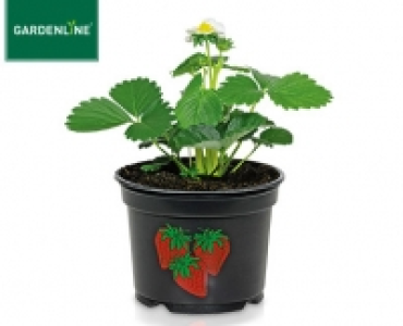 GARDENLINE®Gemüsepflanze 1.39 €
