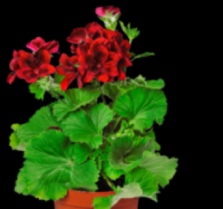 Englische Geranien 1.99 €