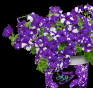 Petunie 1.99&nbsp;&euro;