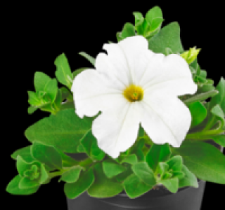 Petunie 0.49&nbsp;&euro;
