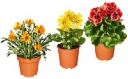 Pflanzen Mix 1.99&nbsp;&euro;