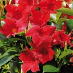 Dipladenia 6.99 €