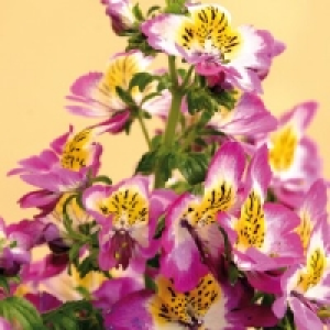 Bauernorchidee 2.49&nbsp;&euro;