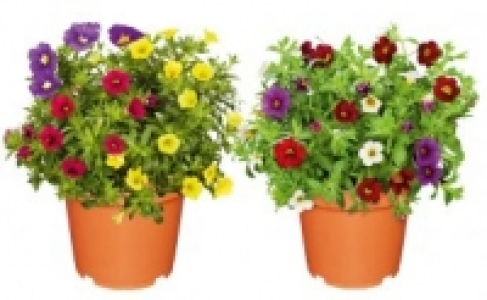 Petunie 2.49&nbsp;&euro;