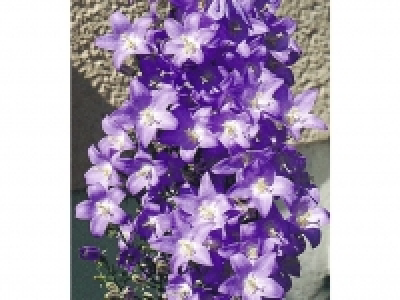 Lidl  Winterharte Solidora® Blaue Aida,1 Pflanze Campanula pyramidalis Glock