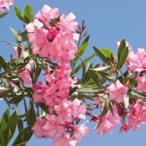 Oleander 3.99 €