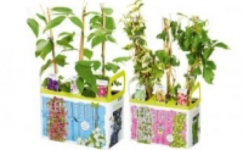 Kletterpflanzen 7.99&nbsp;&euro;