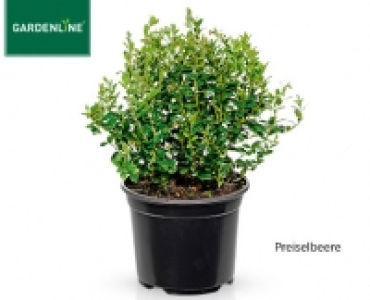 Aldi Süd  GARDENLINE®Beerenstrauch