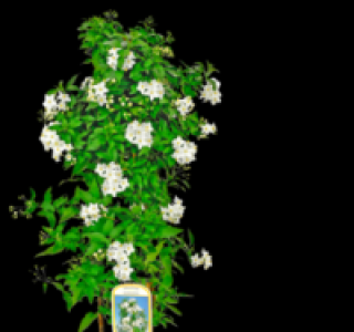Sommerjasmin Pyramide 8.99 €