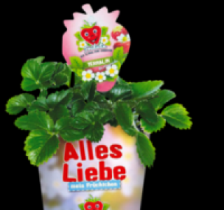 Erdbeerpflanze 2.99 €