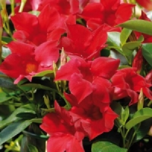 Dipladenia 9.99 €