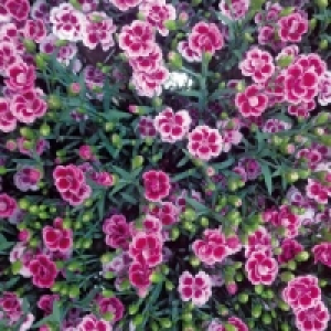Dianthus Pink Kisses 6.99 €