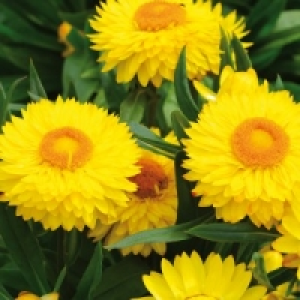 Strohblume 1.99&nbsp;&euro;